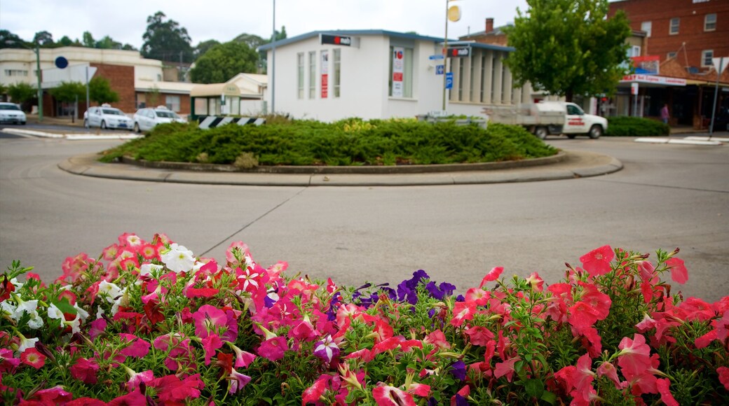 Cooma ofreciendo flores y escenas urbanas