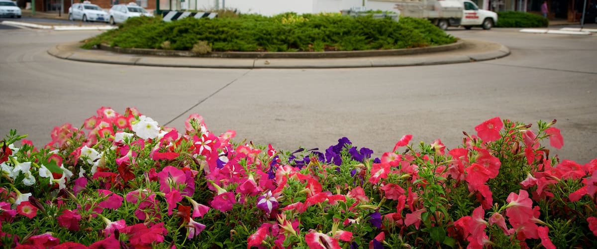 Cooma which includes street scenes and flowers