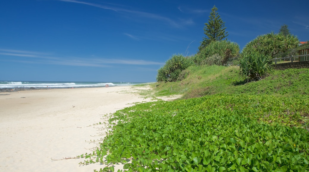 Shelly Beach que incluye una playa de arena