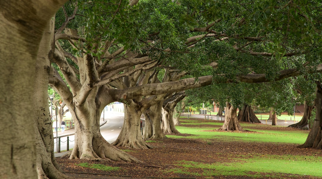 Galería de arte de Nueva Gales del Sur mostrando un parque