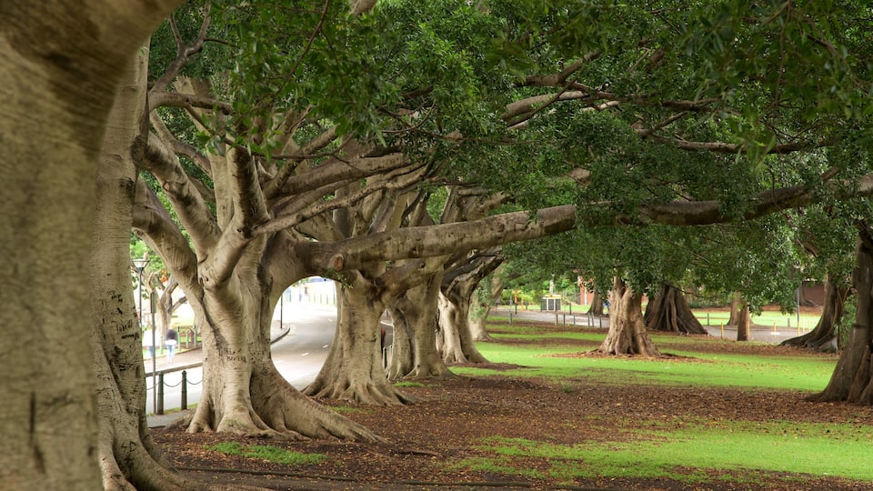 Art Gallery of New South Wales welches beinhaltet Garten