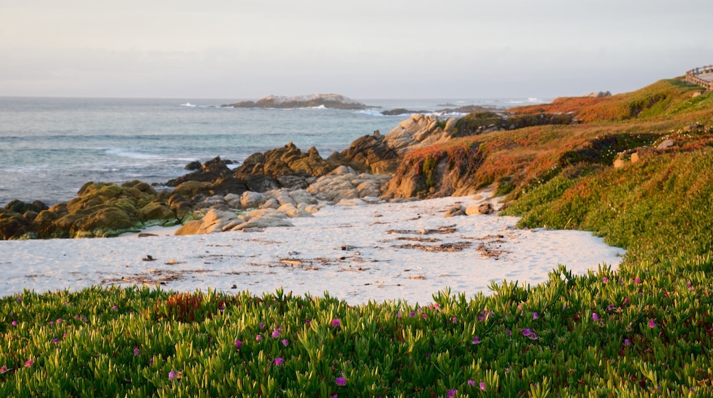 Central California showing general coastal views and rocky coastline