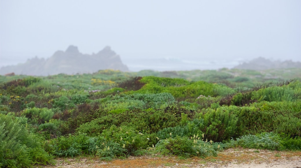 17-Mile Drive mit einem Nebel und ruhige Szenerie