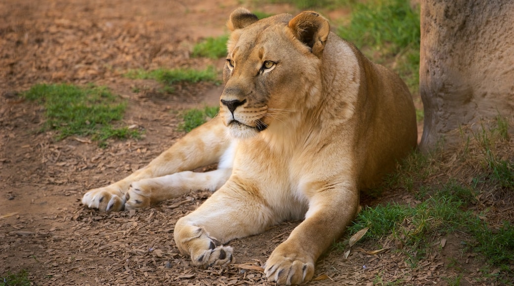 Sacramento Zoo featuring land animals