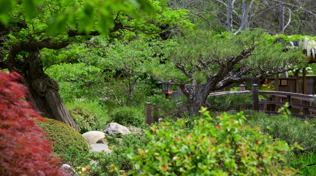 Hakone Gardens which includes a garden