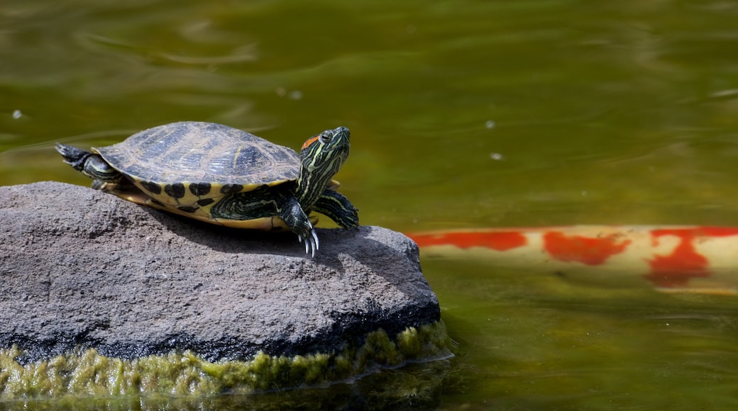 Hakone Gardens showing a garden and marine life