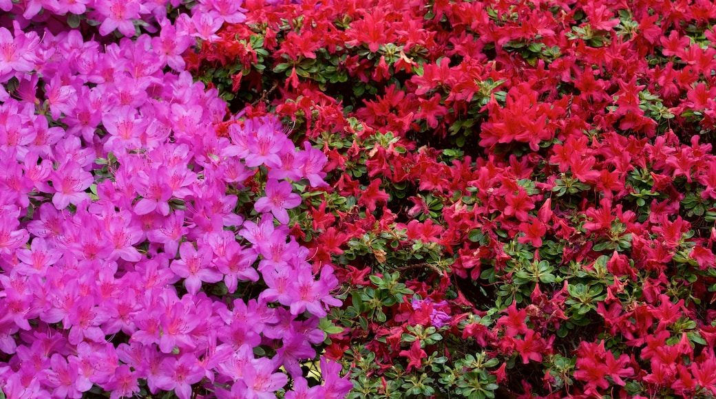 Jardines Hakone ofreciendo flores