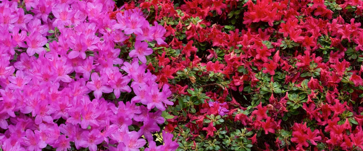 Hakone Gardens showing flowers