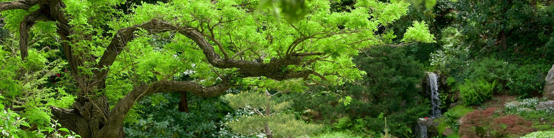 Hakone Gardens showing a garden