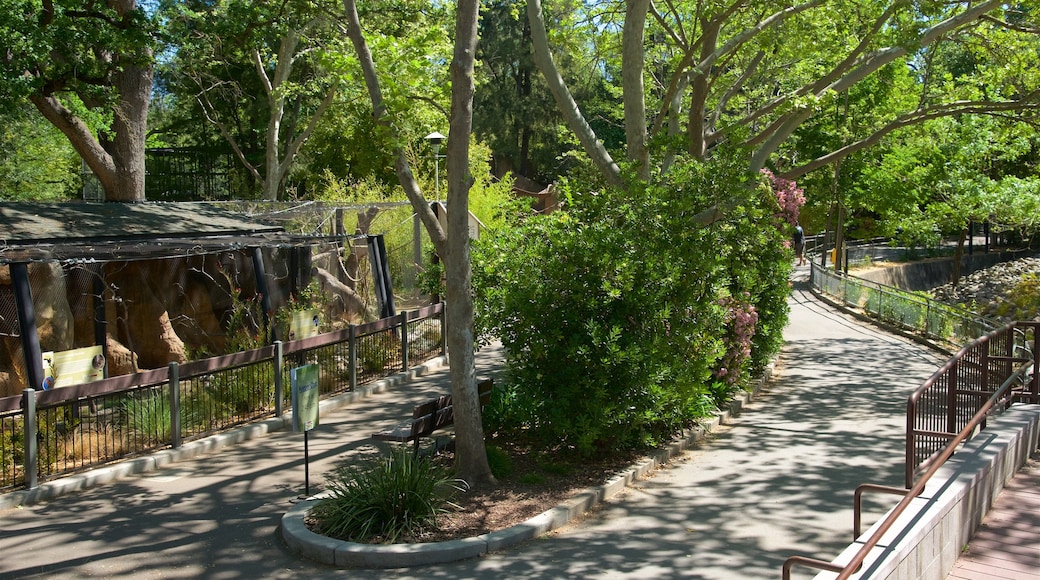 Sacramento Zoo showing zoo animals