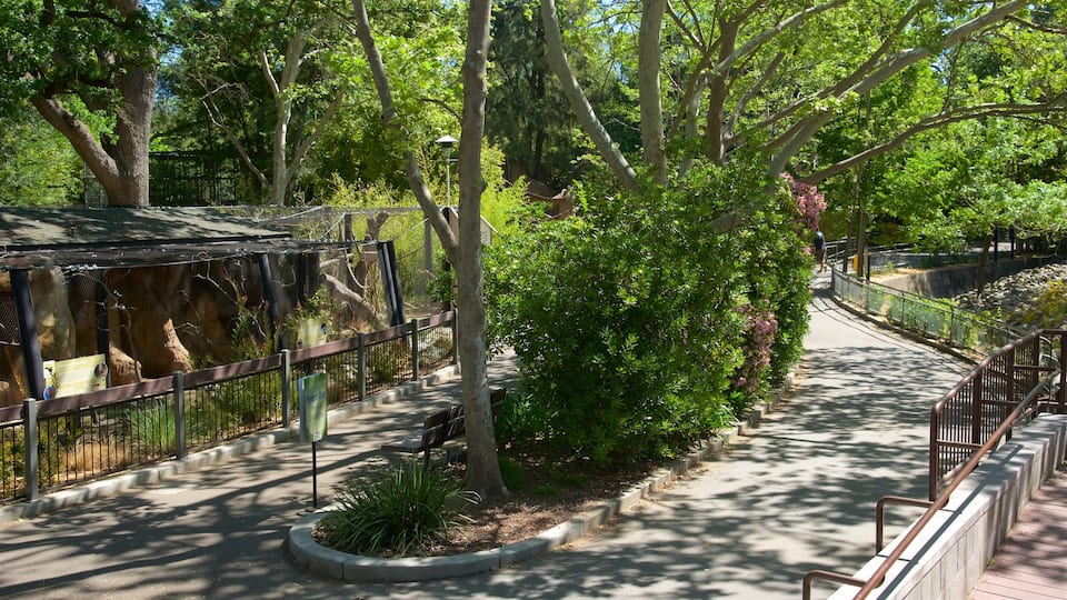 Sacramento Zoo featuring zoo animals