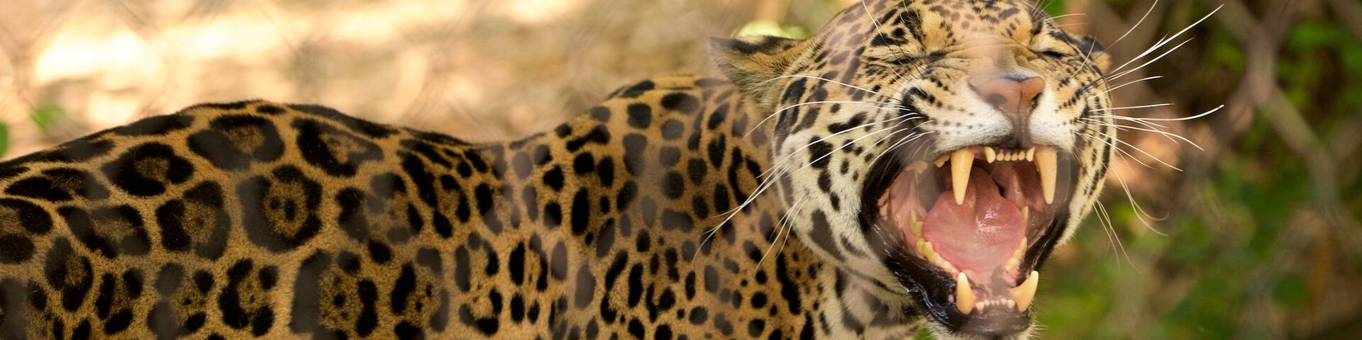 Sacramento Zoo which includes dangerous animals