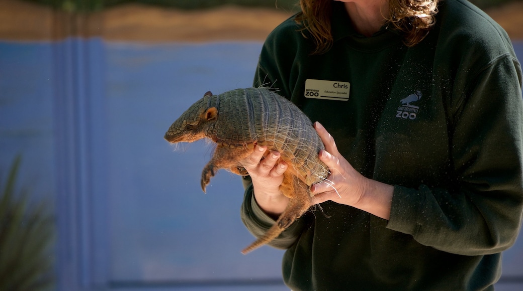 Zoo di Sacramento che include animali