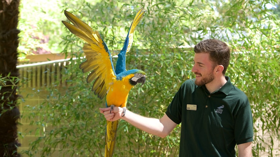 Sacramento Zoo que incluye aves