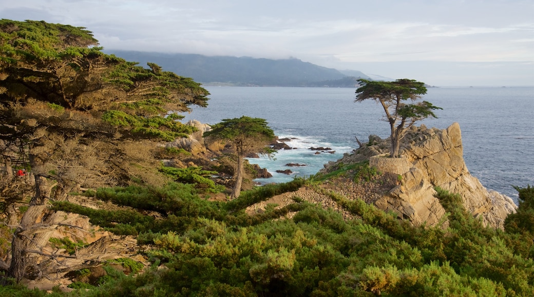 Lone Cypress Pine