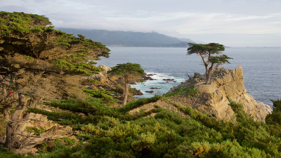 Lone Cypress Pine