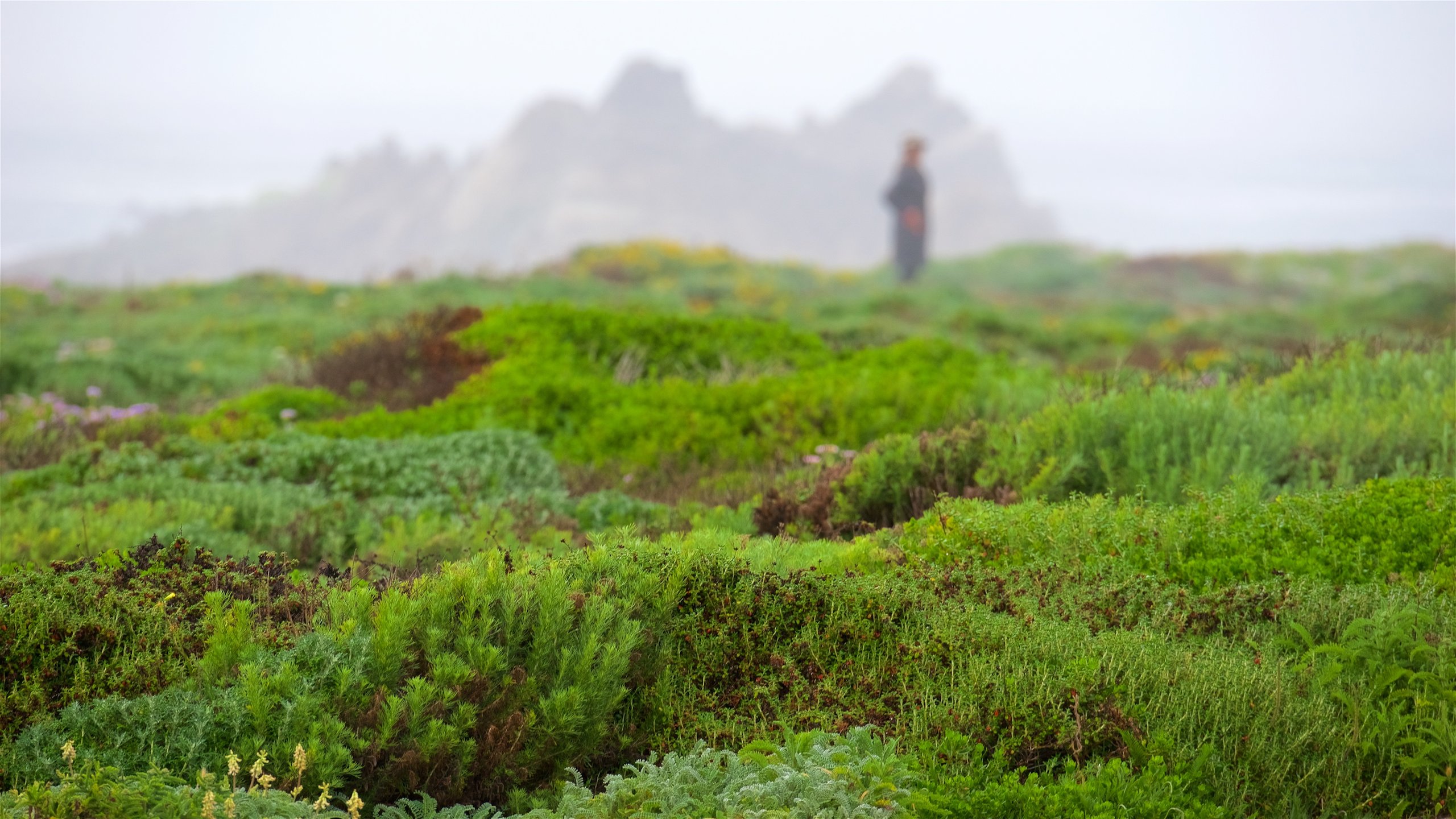 17 mile drive houses for sale