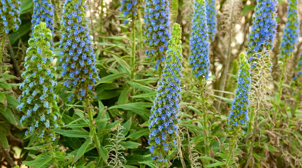 17-Mile Drive showing wildflowers