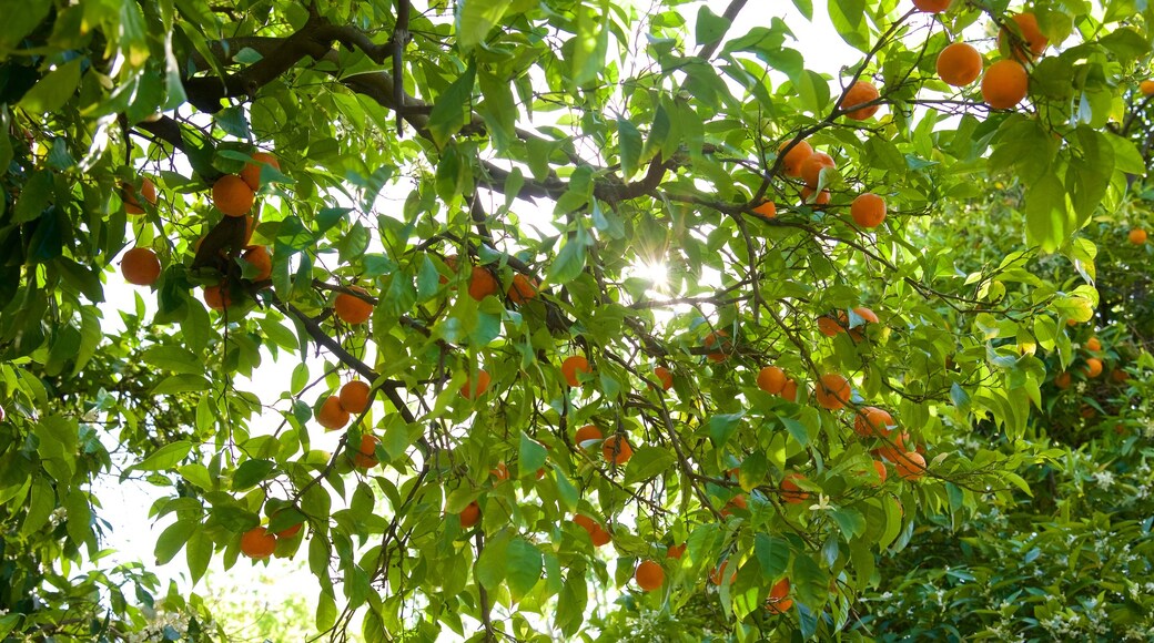 Sacramento Capitol Park inclusief een tuin