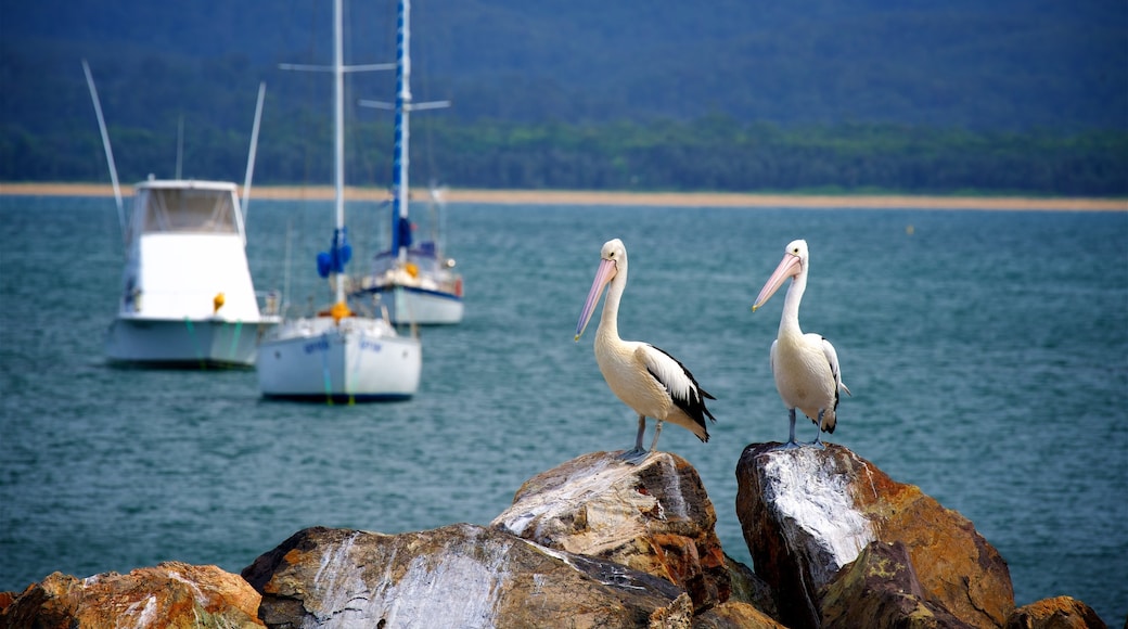 Eden which includes a bay or harbour, boating and bird life