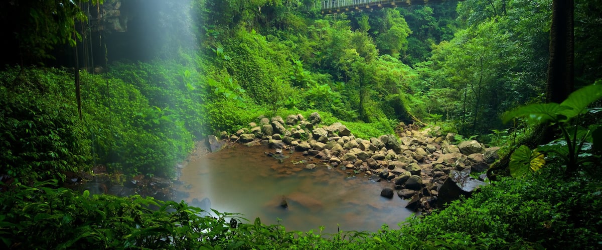 Dorrigo National Park showing a bridge, forest scenes and a lake or waterhole
