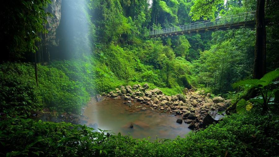 Dorrigo National Park featuring a lake or waterhole, a bridge and forest scenes