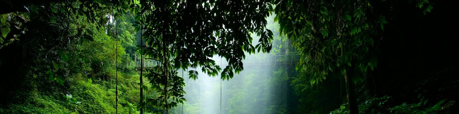 Dorrigo National Park showing a lake or waterhole and forest scenes