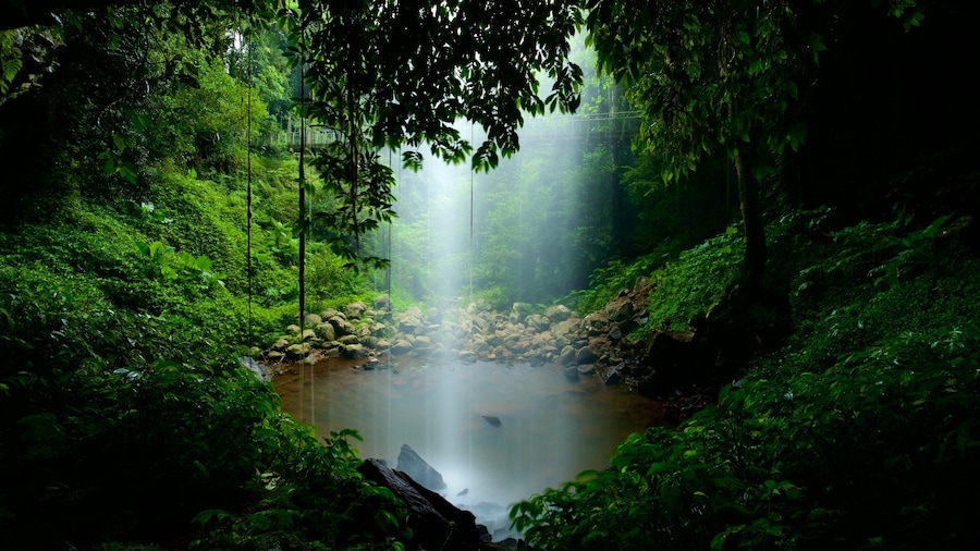 Dorrigo National Park showing a lake or waterhole and forest scenes