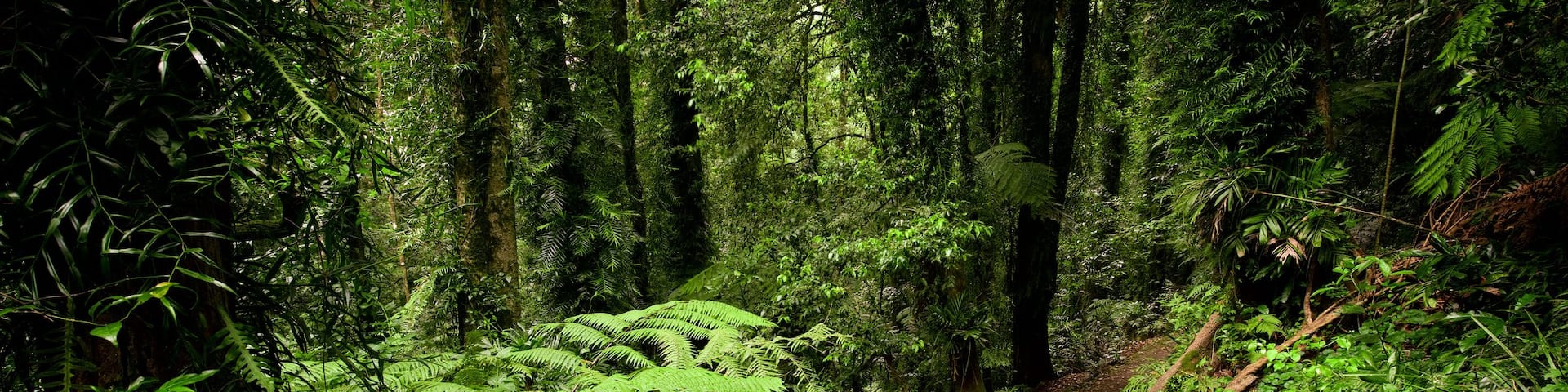 Dorrigo National Park featuring forests