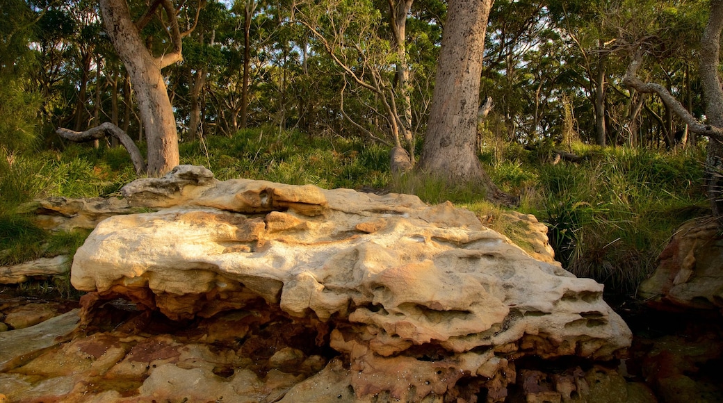 Booderee National Park showing a lake or waterhole and forests