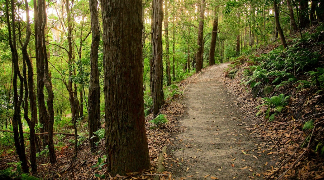 Booderee National Park which includes forest scenes