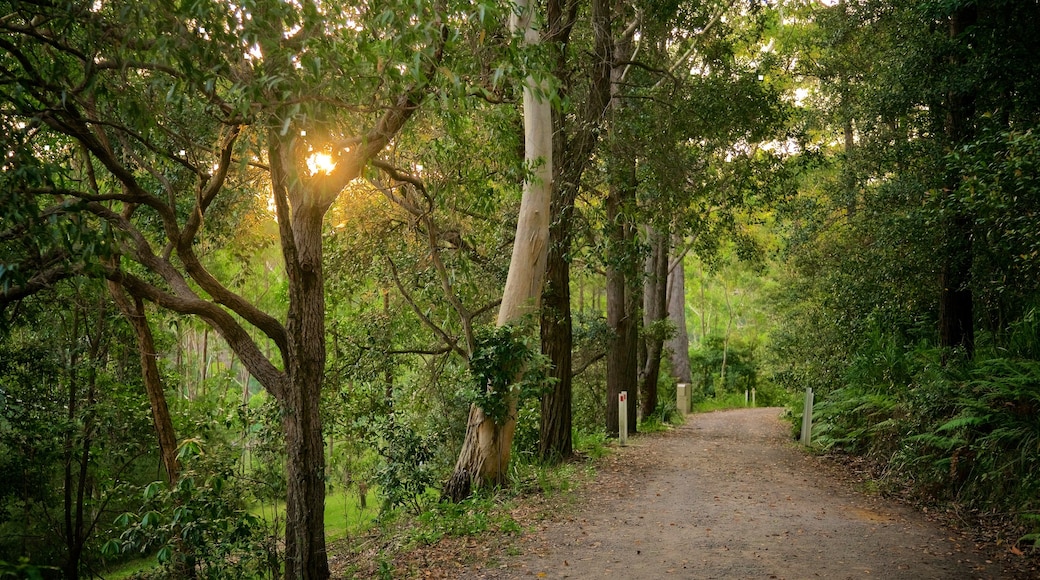 Parque Nacional de Booderee ofreciendo bosques