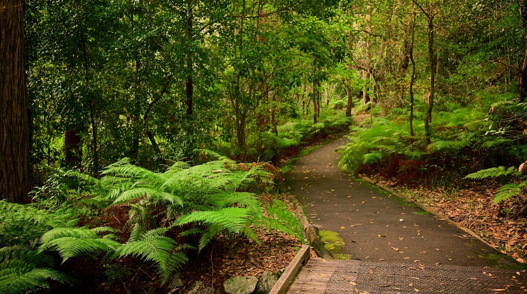 Parque Nacional de Booderee ofreciendo bosques