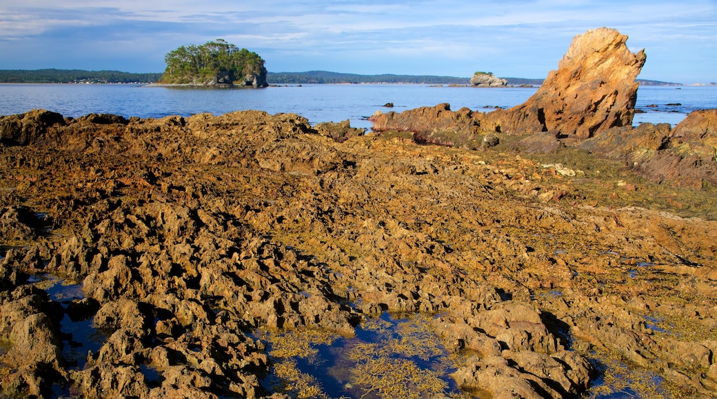 Caseys Beach featuring rocky coastline and coral