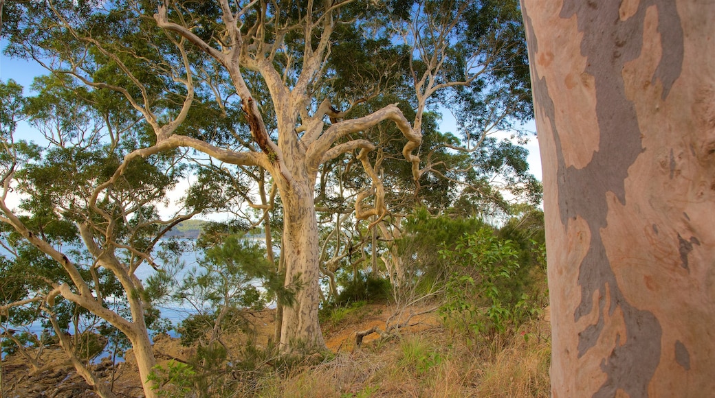 Batemans Bay mostrando paesaggio forestale