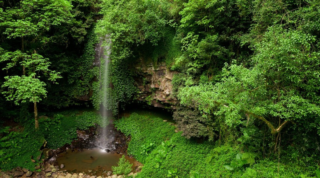 Dorrigo Mountain