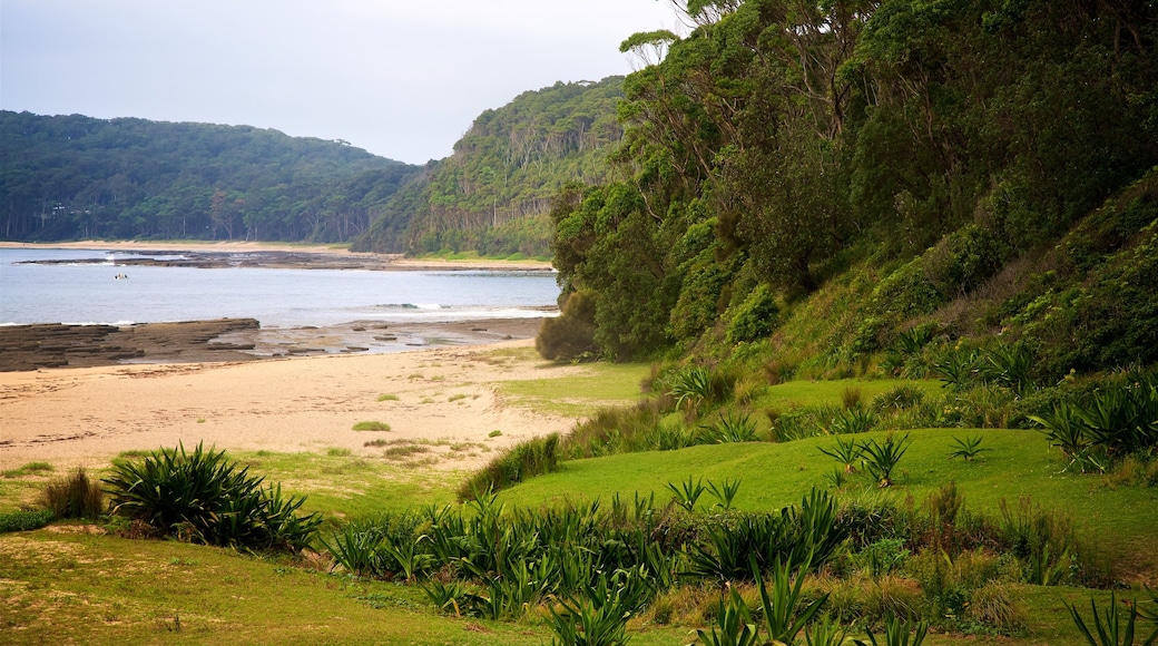 Pebbly Beach showing general coastal views, a beach and forests