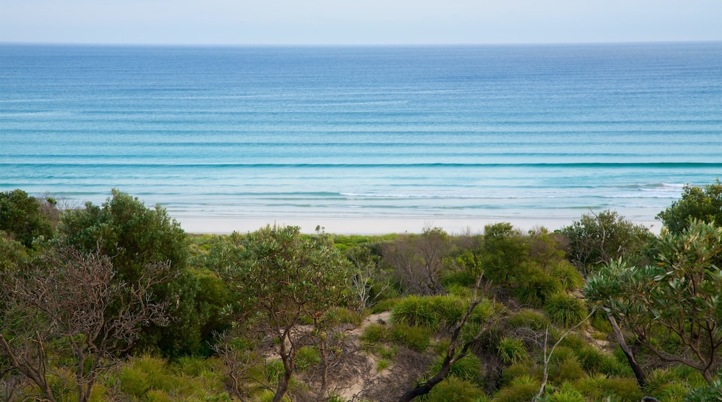 Sanctuary Point which includes forest scenes and surf