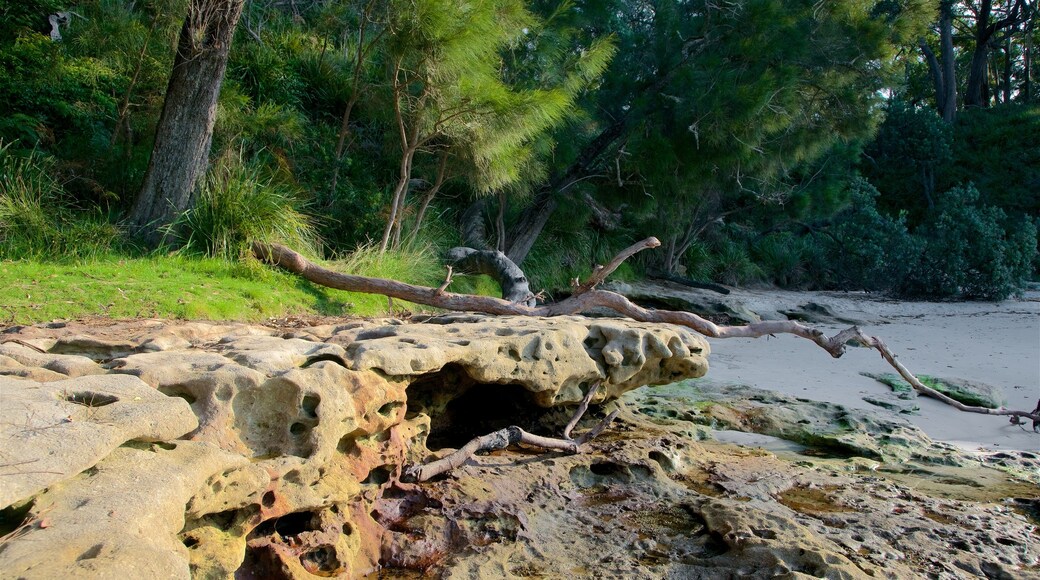 Sanctuary Point featuring forest scenes and coral