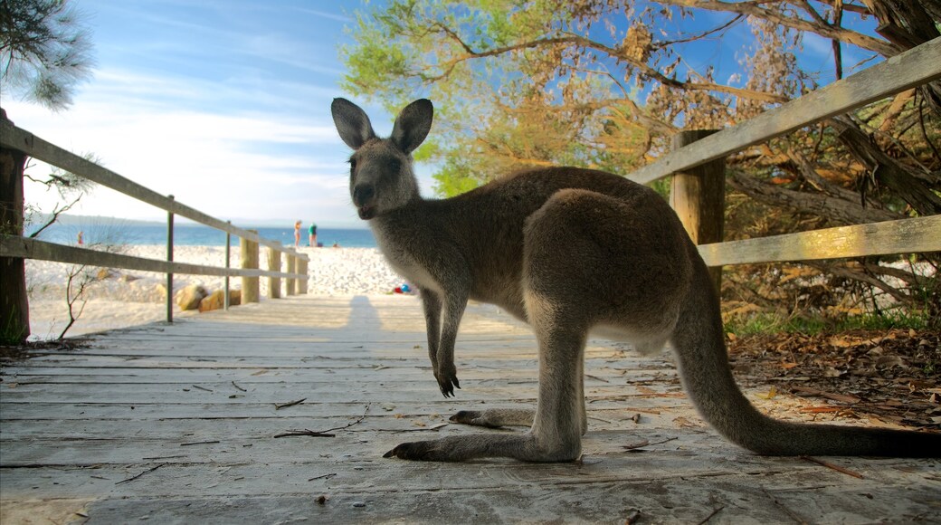 Sanctuary Point featuring a beach and cuddly or friendly animals