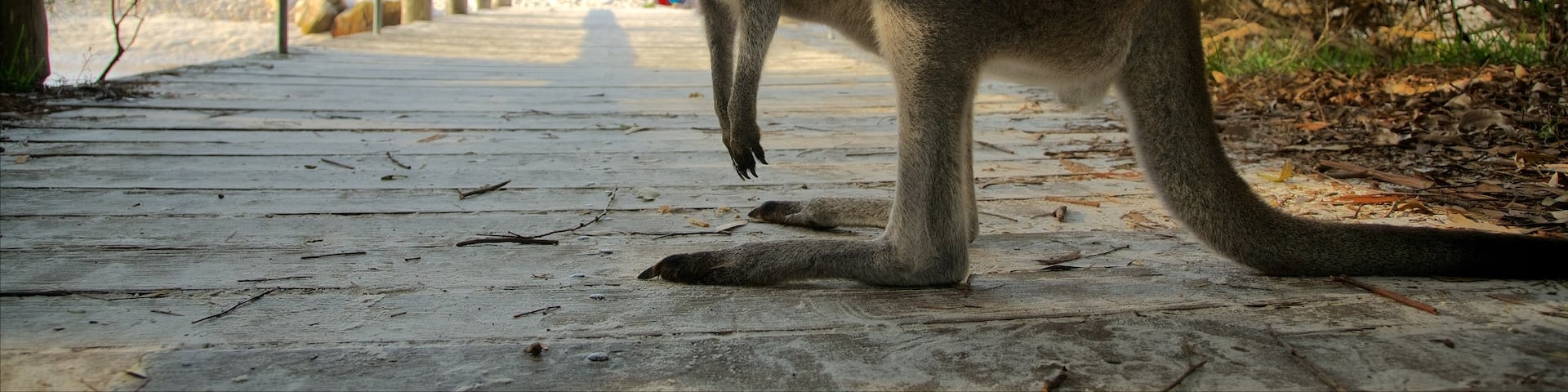 Sanctuary Point featuring a beach and cuddly or friendly animals