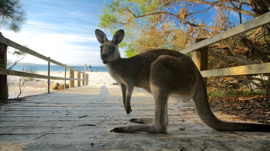Sanctuary Point qui includes animaux domestiques ou inoffensifs et plage