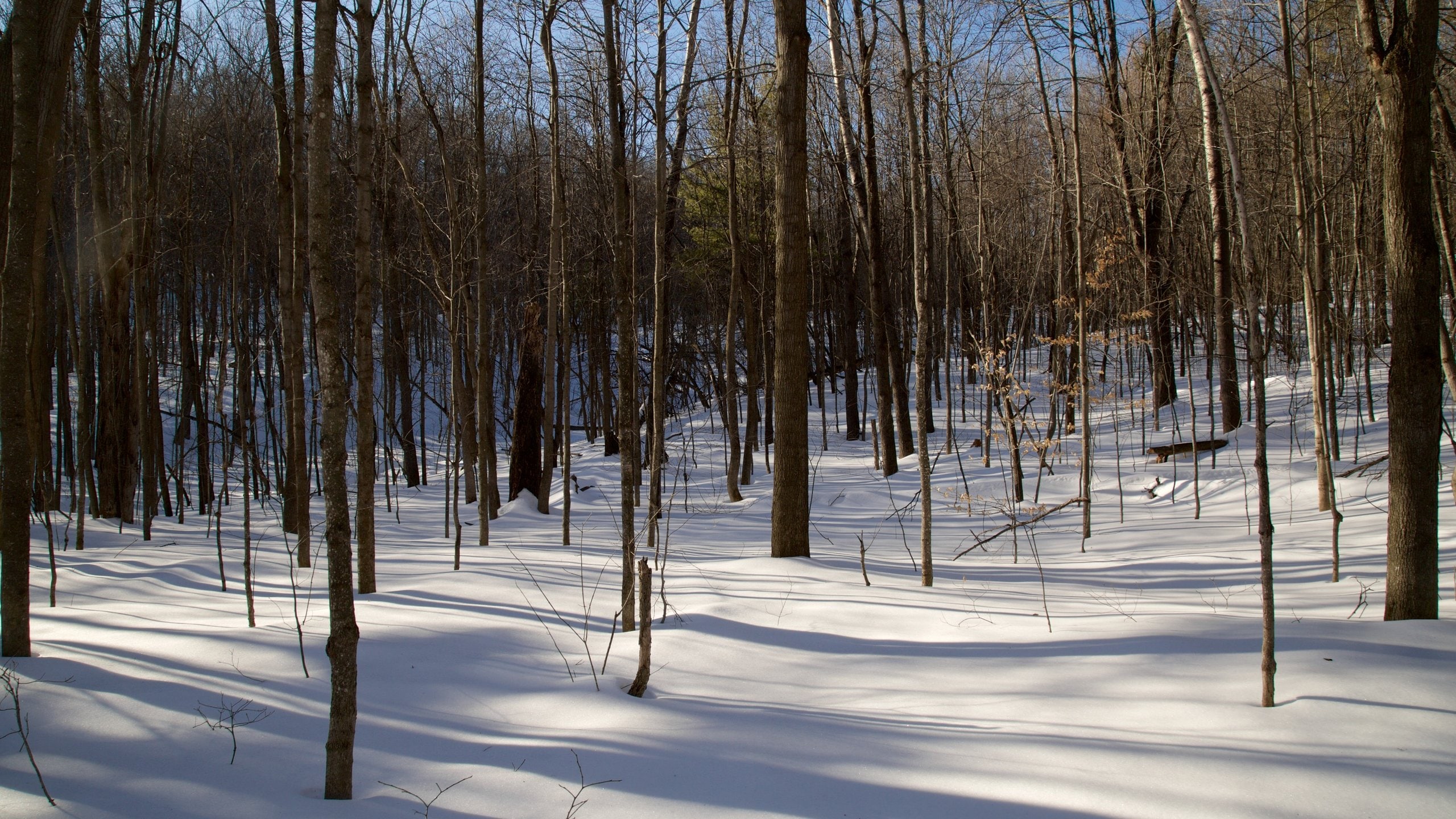 ลาค-ไพทอนกา