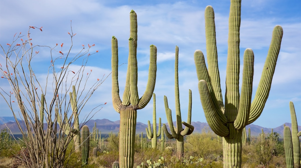 Tucson