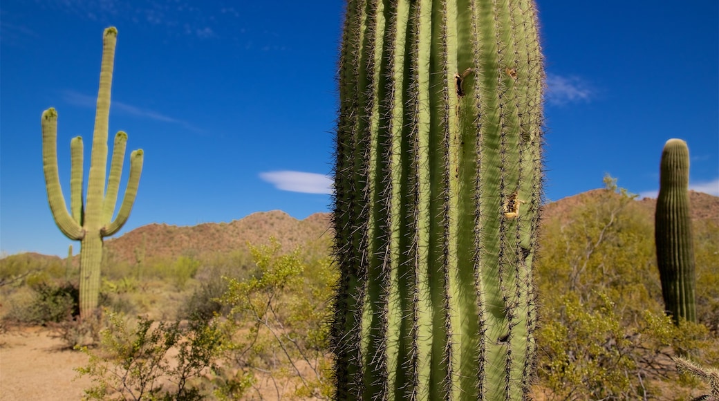 Arizona