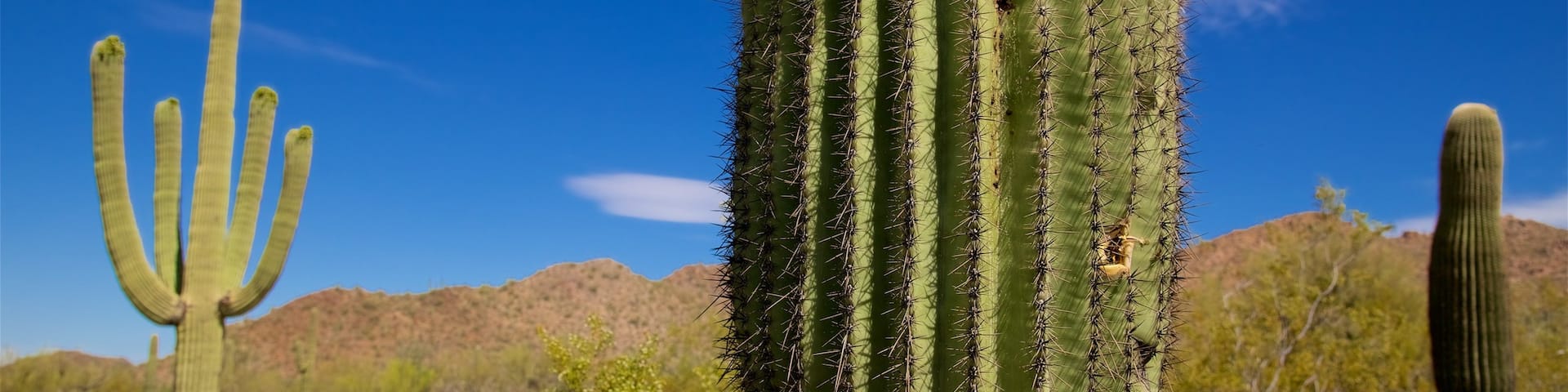 Arizona