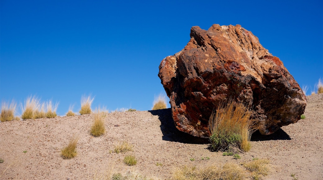 Petrified Forest National Park que incluye paisajes desérticos