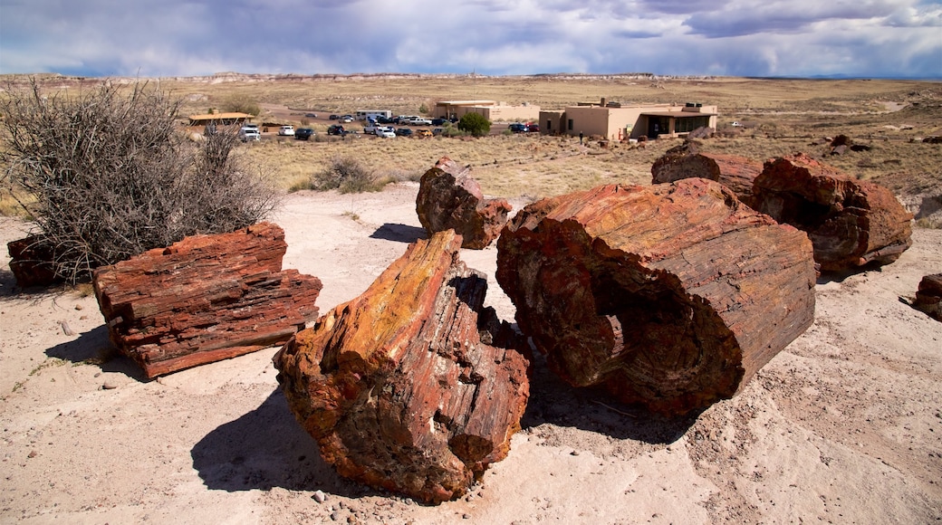 Petrified Forest National Park