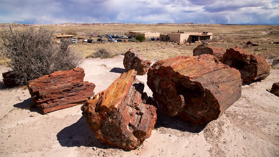 Petrified Forest National Park