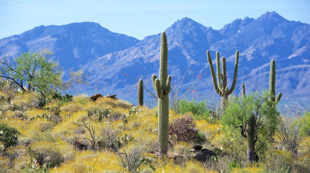 tucson arizona travel guide